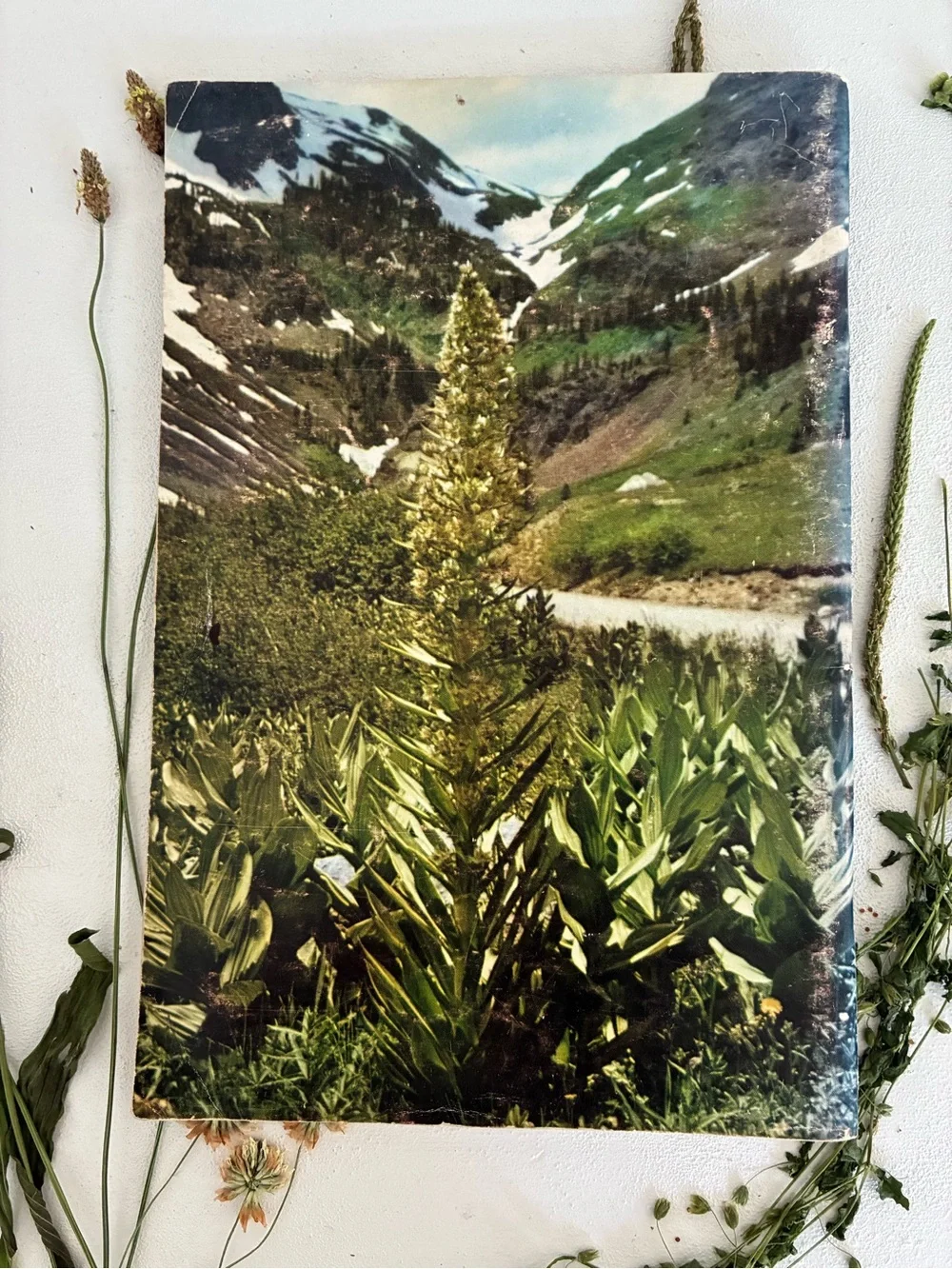 Mountain Wild Flowers of Colorado and Adjacent Areas, Denver Museum Nat. History